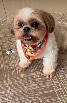 Antes: o shih-tzu de bandana no chão de casa, foto de celular